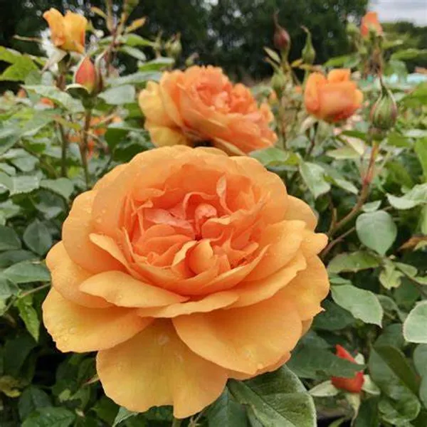 Dutch_Rose_1.5-3.5_Ft_Flower_Plant_(Pack_Of_1)