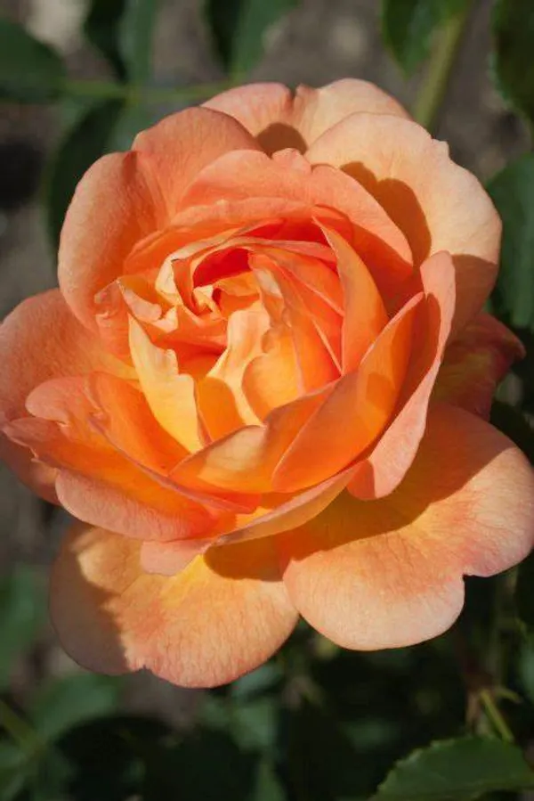 Dutch_Rose_1.5-3.5_Ft_Flower_Plant_(Pack_Of_1)