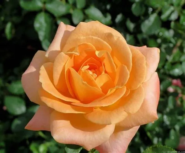 Dutch_Rose_1.5-3.5_Ft_Flower_Plant_(Pack_Of_1)