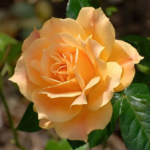 Dutch_Rose_1.5-3.5_Ft_Flower_Plant_(Pack_Of_1)