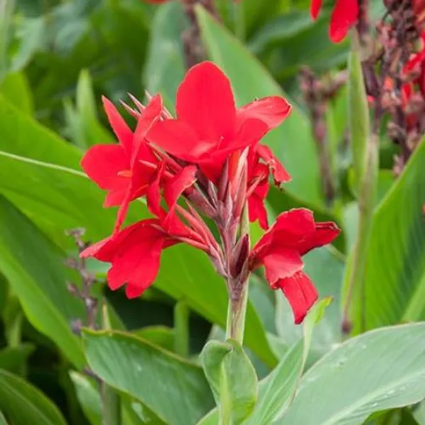 Dwarf_Red_Cannas_Live?_Flowering_Plant