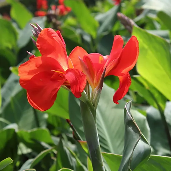 Dwarf_Red_Cannas_Live?_Flowering_Plant