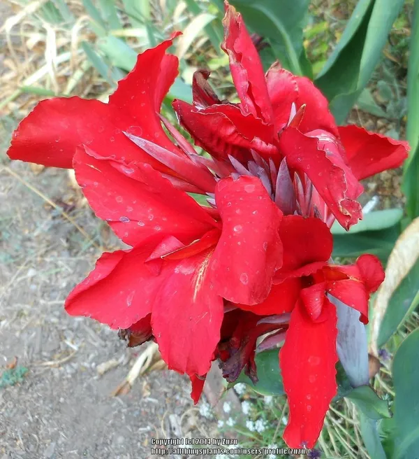 Dwarf_Red_Cannas_Live?_Flowering_Plant