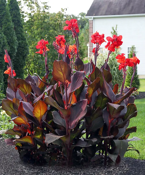 Dwarf_Red_Cannas_Live?_Flowering_Plant