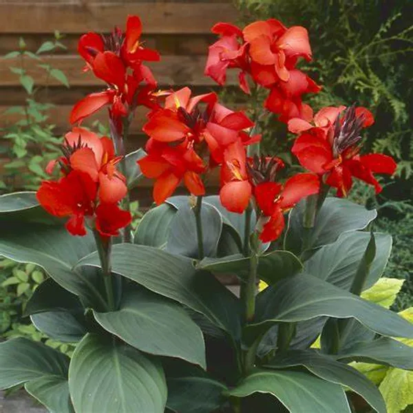 Dwarf_Red_Cannas_Live?_Flowering_Plant