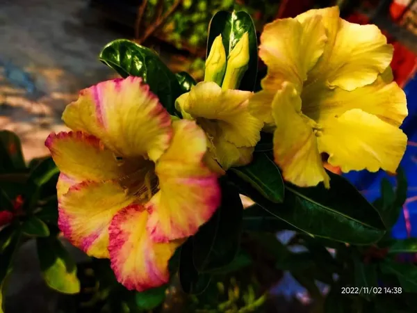 Yellow_Dwarf_Varieties_Rose_Adenium_Flower_Plant