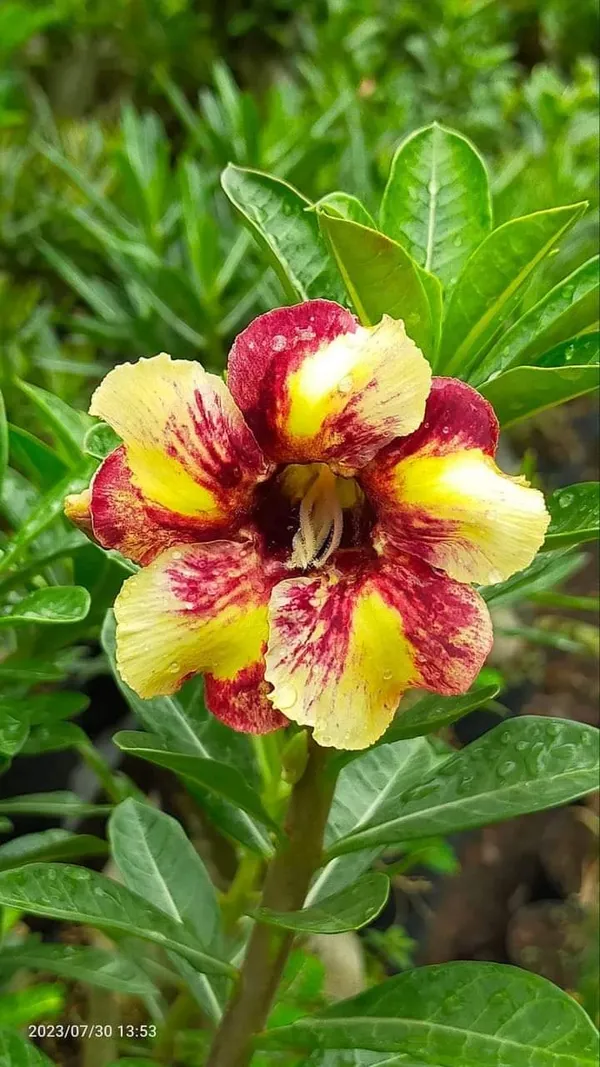 Yellow_Dwarf_Varieties_Rose_Adenium_Flower_Plant