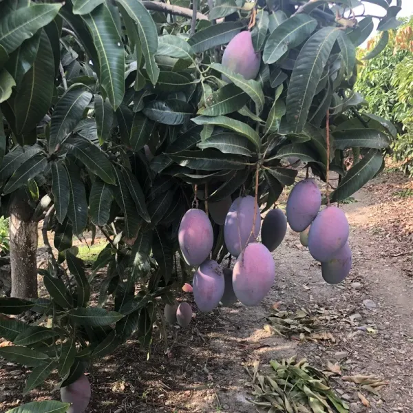 Dwarf_Varieties_Osteen_Mango_Fruit_Plant_(Pack_Of_1)
