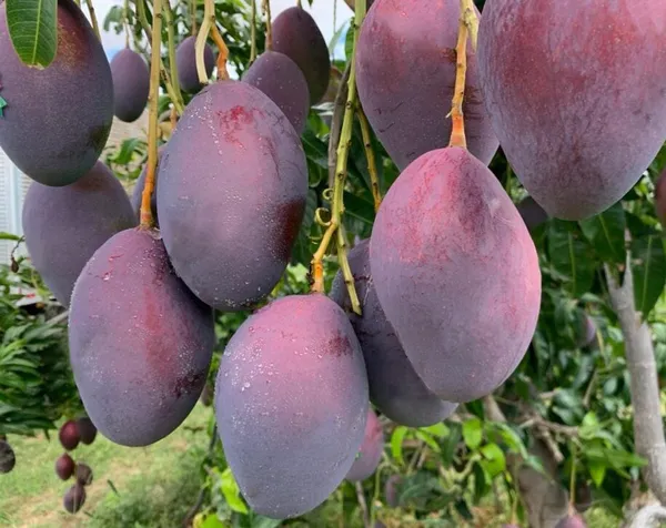 Dwarf_Varieties_Osteen_Mango_Fruit_Plant_(Pack_Of_1)