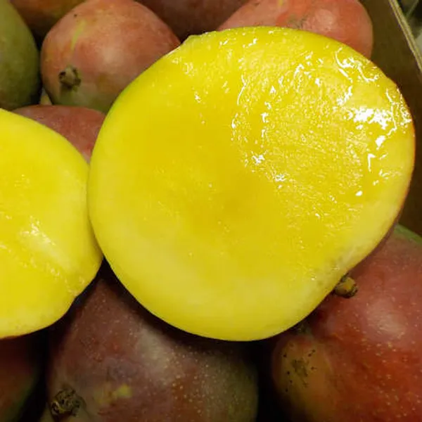 Dwarf_Varieties_Osteen_Mango_Fruit_Plant_(Pack_Of_1)