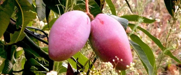 Dwarf_Varieties_Osteen_Mango_Fruit_Plant_(Pack_Of_1)