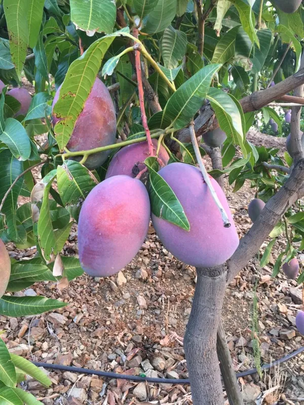 Dwarf_Varieties_Osteen_Mango_Fruit_Plant_(Pack_Of_1)
