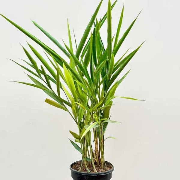 Cardamon_Plant_|_Elaichi_Spice_Plant_|_Pack_of_1