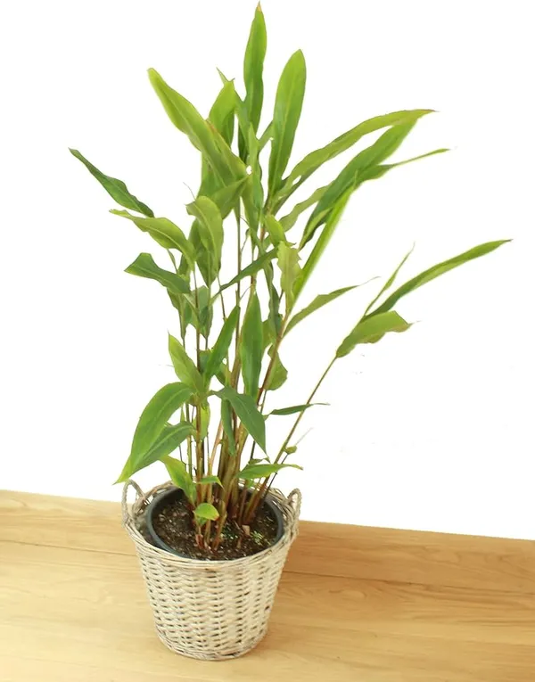 Cardamon_Plant_|_Elaichi_Spice_Plant_|_Pack_of_1