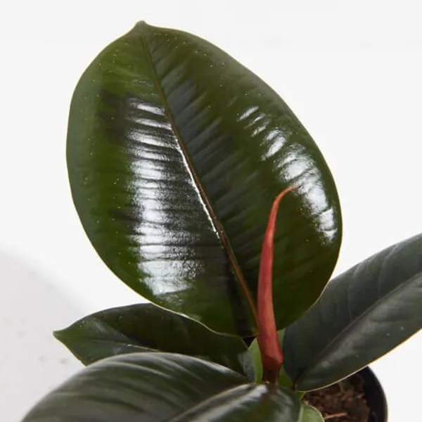 Rubber_Plant_Without_Pot_For_Indoor_And_Outdoor_Decor_|_Pack_of_1