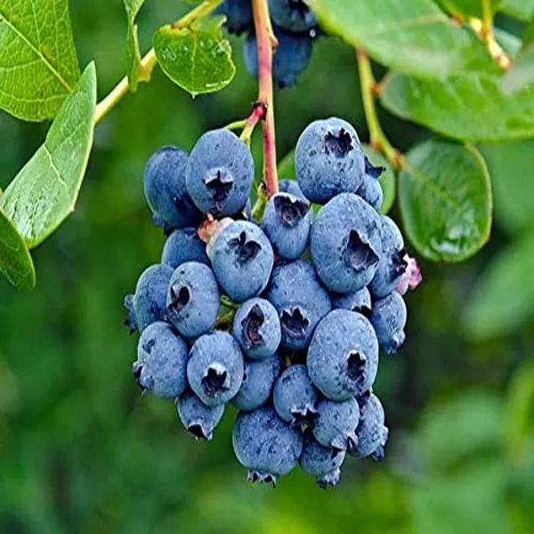 Blueberry_Fruit_Grafted_Plant
