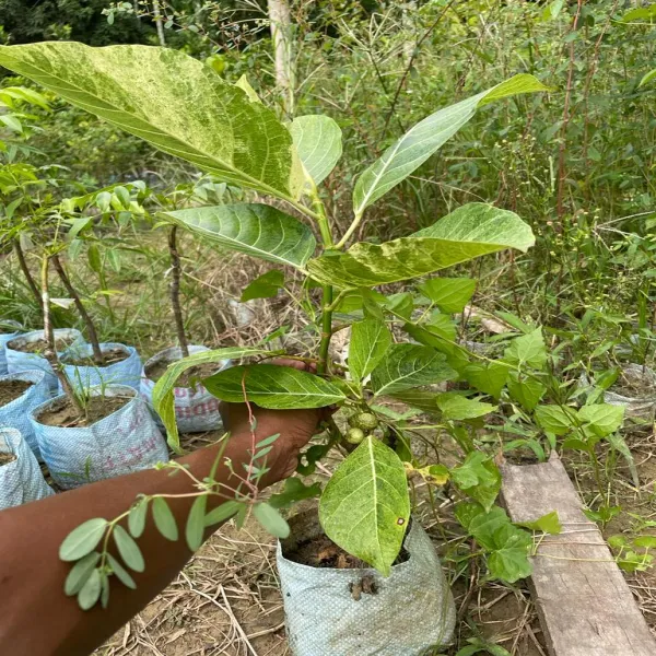 Variegated_Fig_Plant
