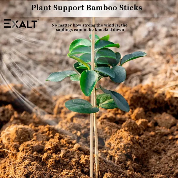 Pack_Of_15_Brown_Premium_Teak_Wood_Plant_Support_Sticks_2_feet