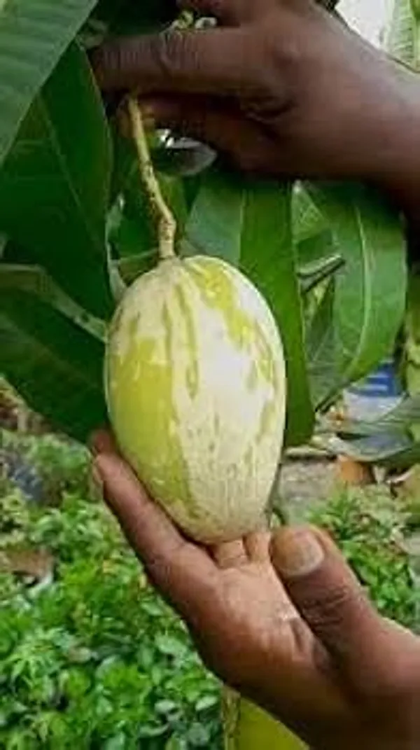 Hybrid_Variegated_Mango_Grafting_Plant