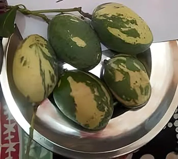 Hybrid_Variegated_Mango_Grafting_Plant