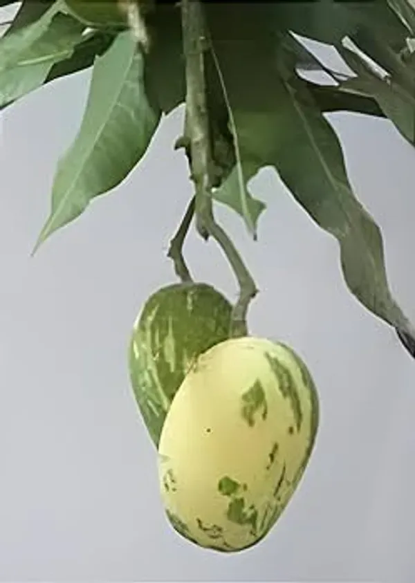Hybrid_Variegated_Mango_Grafting_Plant
