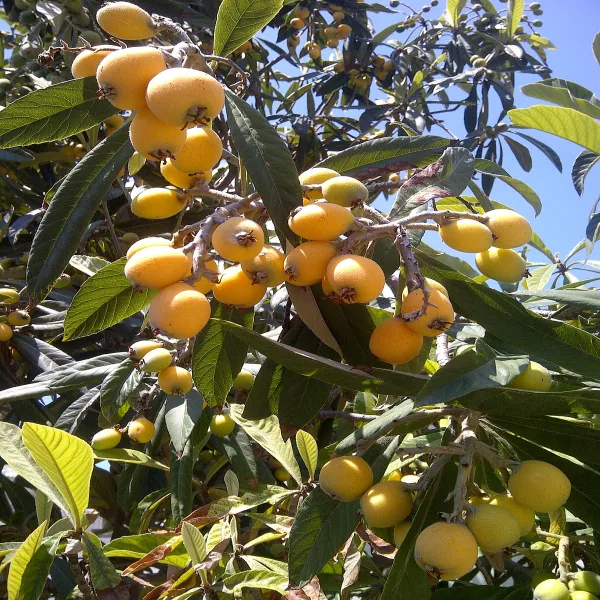 Loquat_Grafted_Fruit_Plant