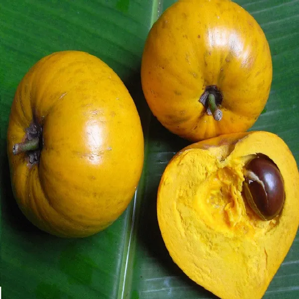 Egg_Fruit_Plant_(1.5-2_Feet_Height_Pack_Of_1)