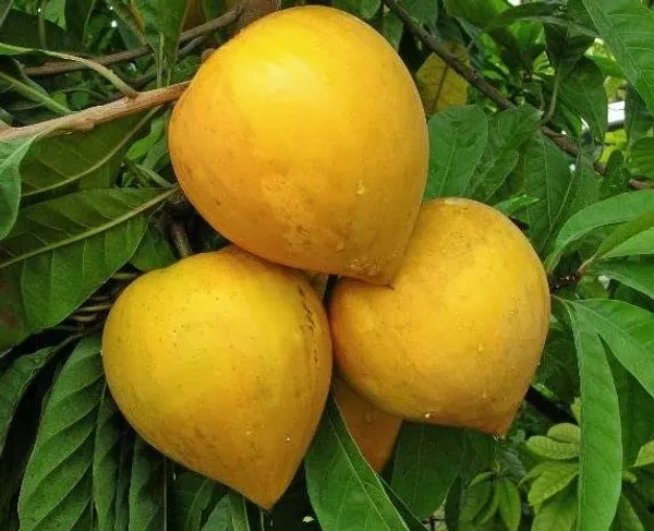 Egg_Fruit_Plant_(Pack_Of_1)
