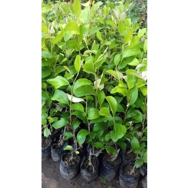 Elephant_Apple_Ber_Kul_Tree_&_Plant_(GRAFTED)_Pack_Of_1