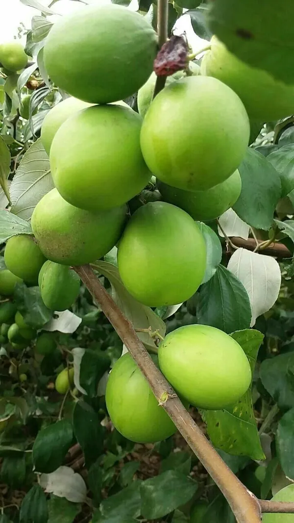 Elephant_Apple_Ber_Kul_Tree_&_Plant_(GRAFTED)_Pack_Of_1