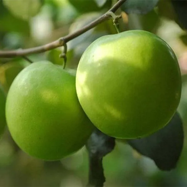 Elephant_Apple_Ber_Kul_Tree_&_Plant_(GRAFTED)_Pack_Of_1