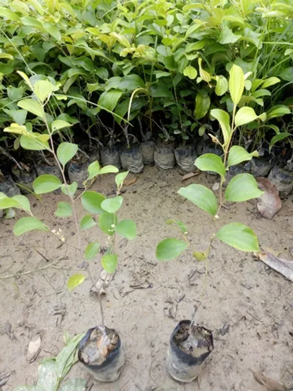 Elephant_Apple_Ber_Kul_Tree_&_Plant_(GRAFTED)_Pack_Of_1