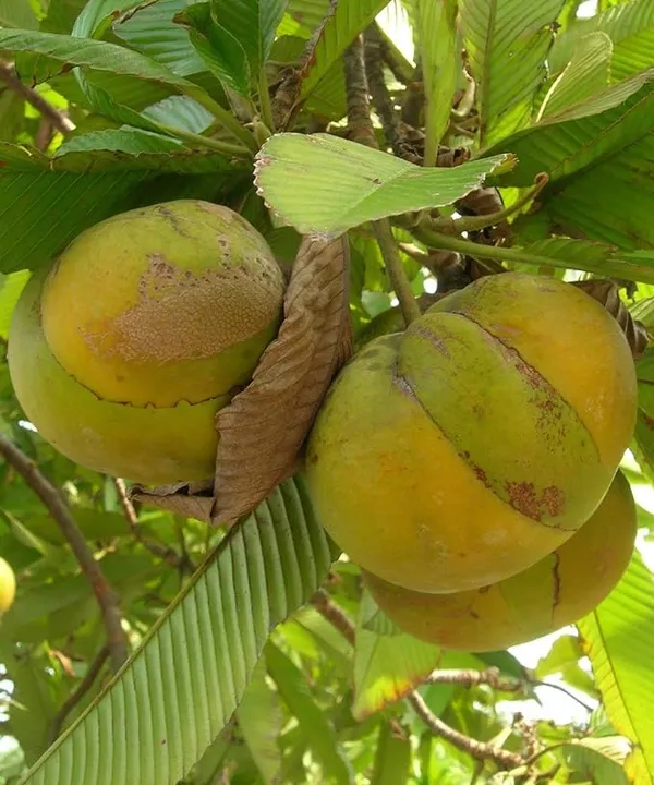 All_Time_Elephant_Apple/Chalta_(Grafted)_Fruit_Plant_(Hybrid,_Pack_Of_1)