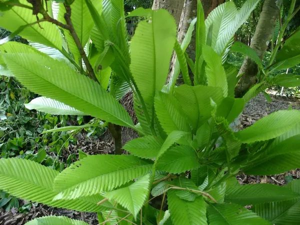 All_Time_Elephant_Apple/Chalta_(Grafted)_Fruit_Plant_(Hybrid,_Pack_Of_1)