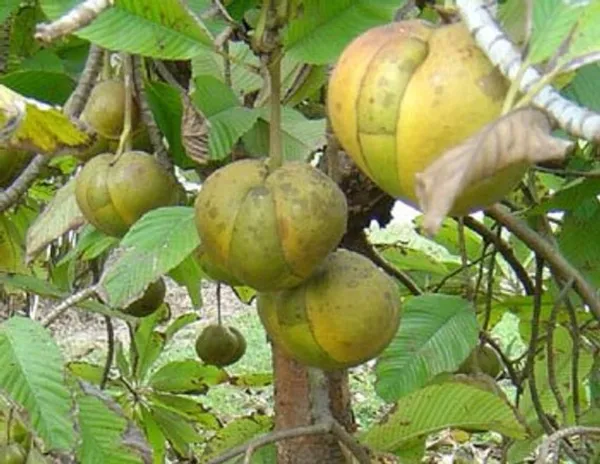 All_Time_Elephant_Apple/Chalta_(Grafted)_Fruit_Plant_(Hybrid,_Pack_Of_1)