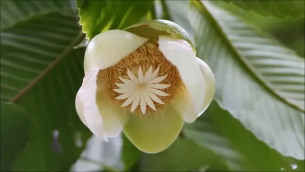 All_Time_Elephant_Apple/Chalta_(Grafted)_Fruit_Plant_(Hybrid,_Pack_Of_1)