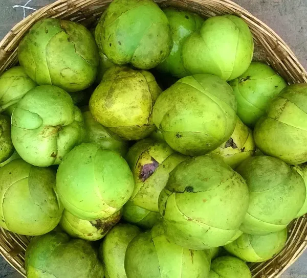 All_Time_Elephant_Apple/Chalta_(Grafted)_Fruit_Plant_(Hybrid,_Pack_Of_1)