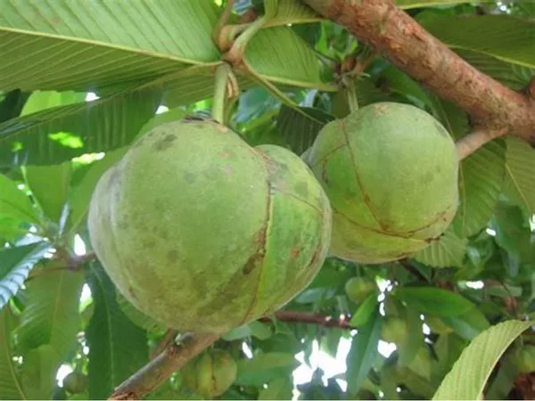 All_Time_Elephant_Apple/Chalta_(Grafted)_Fruit_Plant_(Hybrid,_Pack_Of_1)