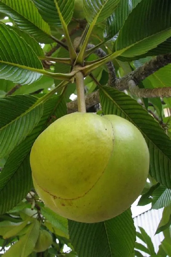 All_Time_Elephant_Apple/Chalta_(Grafted)_Fruit_Plant_(Hybrid,_Pack_Of_1)