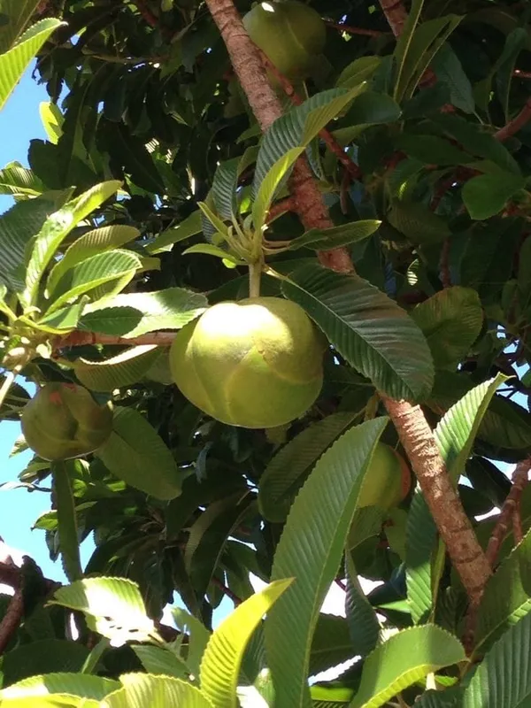 Elephant_Apple_Plant