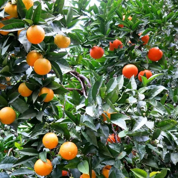 Hybrid_Fancy_Orange_|_Grafted_Plant_2002