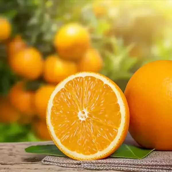 Hybrid_Fancy_Orange_|_Grafted_Plant_2002