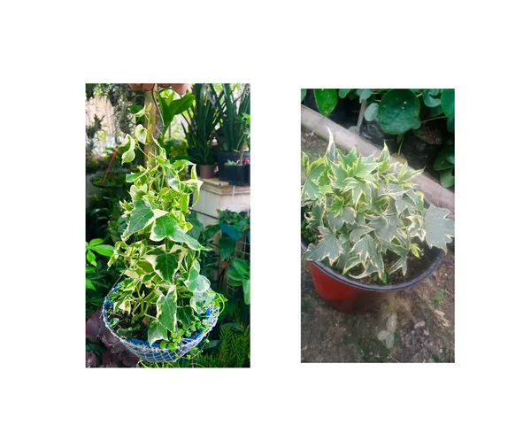 english_ivy_and_hedera_ivy_combo