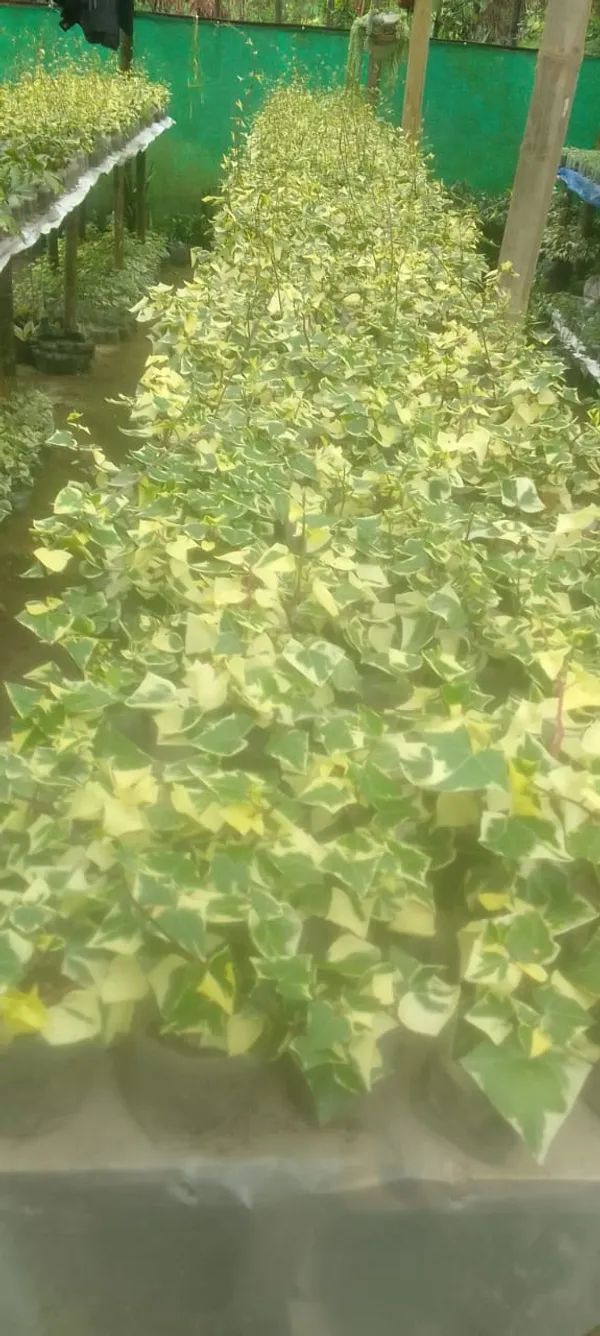 english_ivy