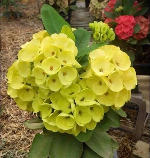 Euphorbia_Yellow_Flower_Plant_(Mili)(1.5-3_Feet_Height_Pack_Of_1)