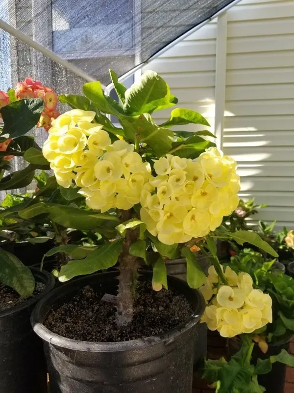 Euphorbia_Yellow_Flower_Plant_(Mili)(1.5-3_Feet_Height_Pack_Of_1)