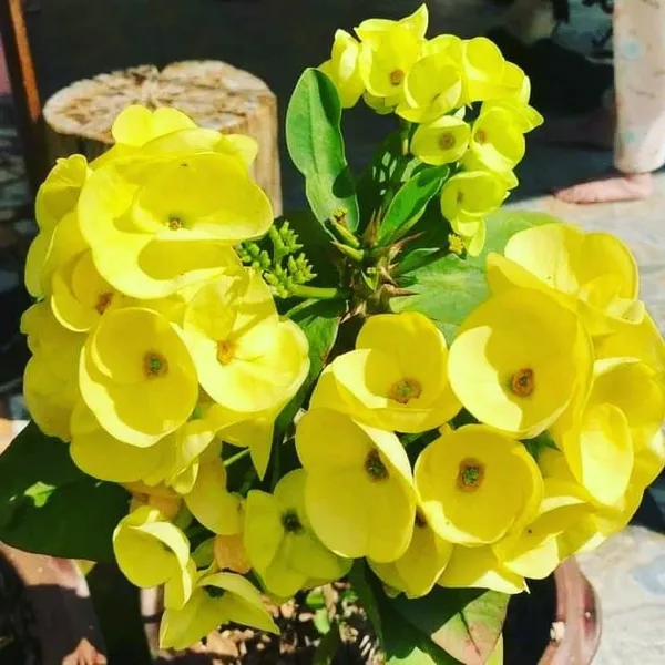 Euphorbia_Yellow_Flower_Plant_(Mili)(1.5-3_Feet_Height_Pack_Of_1)