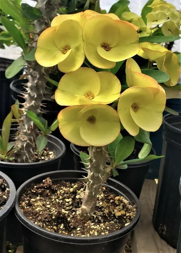 Euphorbia_Yellow_Flower_Plant_(Mili)(1.5-3_Feet_Height_Pack_Of_1)