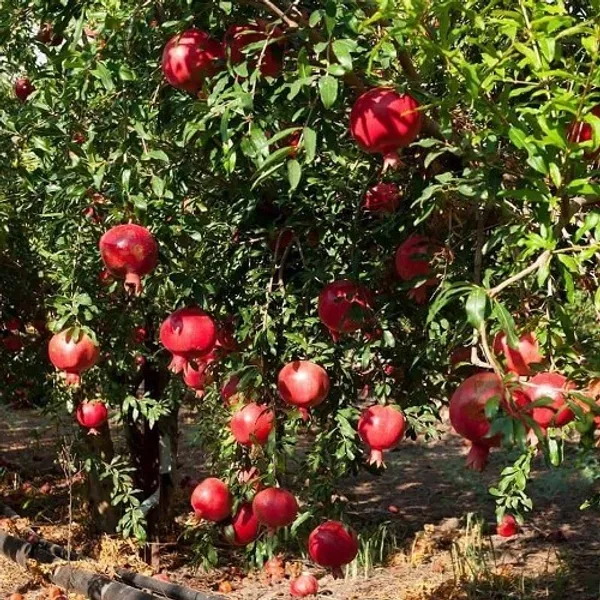 Eversweet_Pomegranate_Fruit_Plant