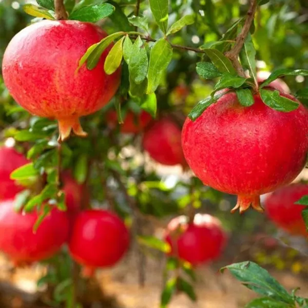 Eversweet_Pomegranate_Fruit_Plant